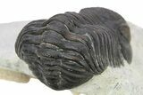 Eldredgeops Trilobite - Centerfield Limestone, New York #286550-5